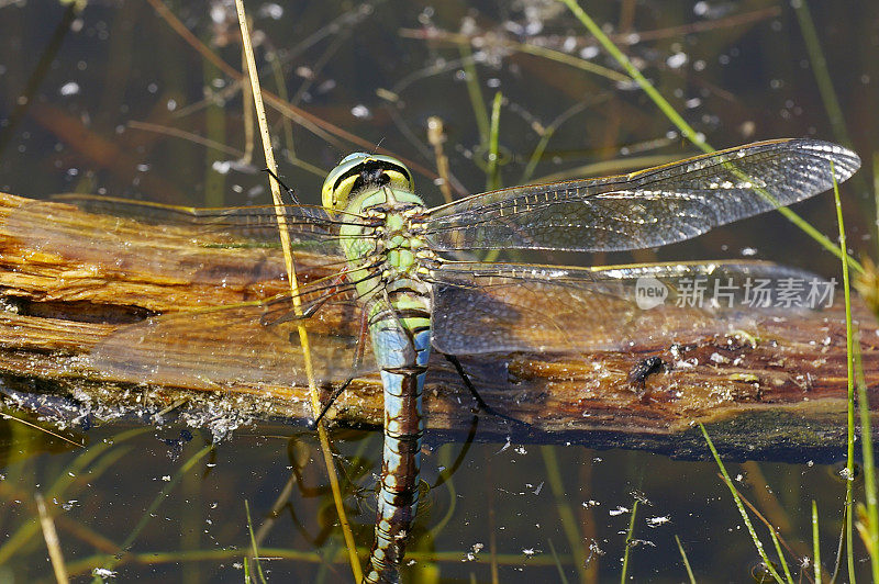 帝王蜻蜓(Anax imperator)正在产卵的雌性